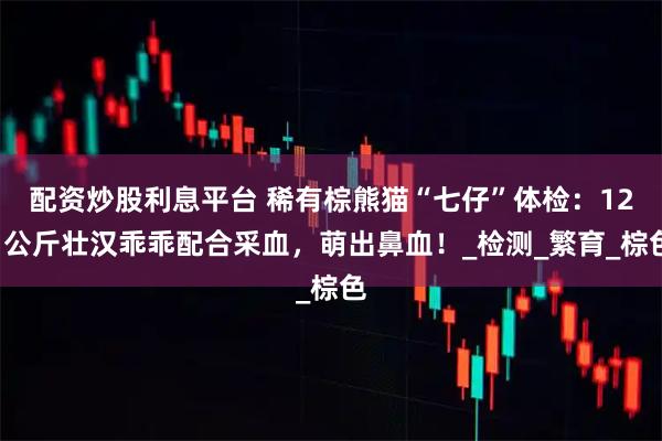 配资炒股利息平台 稀有棕熊猫“七仔”体检：121公斤壮汉乖乖配合采血，萌出鼻血！_检测_繁育_棕色