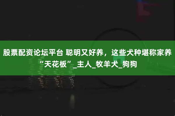 股票配资论坛平台 聪明又好养，这些犬种堪称家养“天花板”_主人_牧羊犬_狗狗